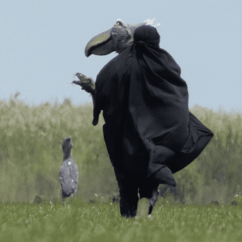 Daily Dive # 124 | Raising Shoebills With Puppets